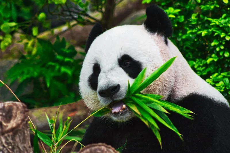 Is Chengdu worth visiting? First, figure out what you actually want out of it.