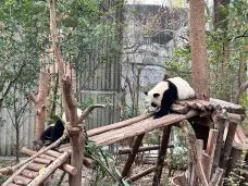 Chengdu Research Base of Giant Panda Breeding
