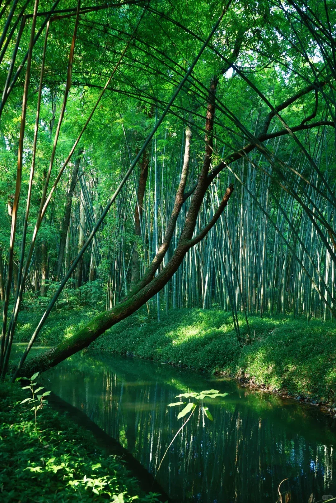 Spotted Bamboo Forest