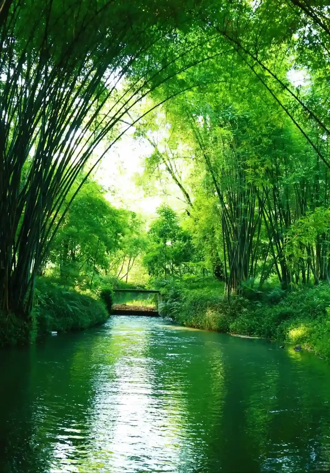 Spotted Bamboo Forest