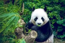 Chengdu Research Base of Giant Panda Breeding