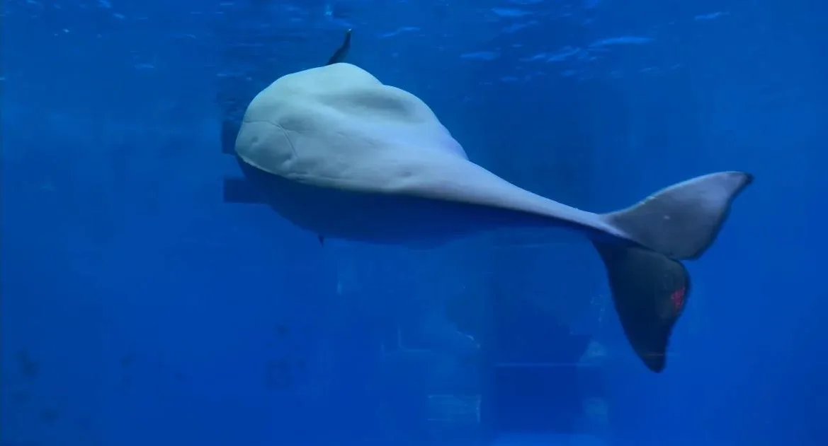 Chengdu Haichang Polar Ocean World