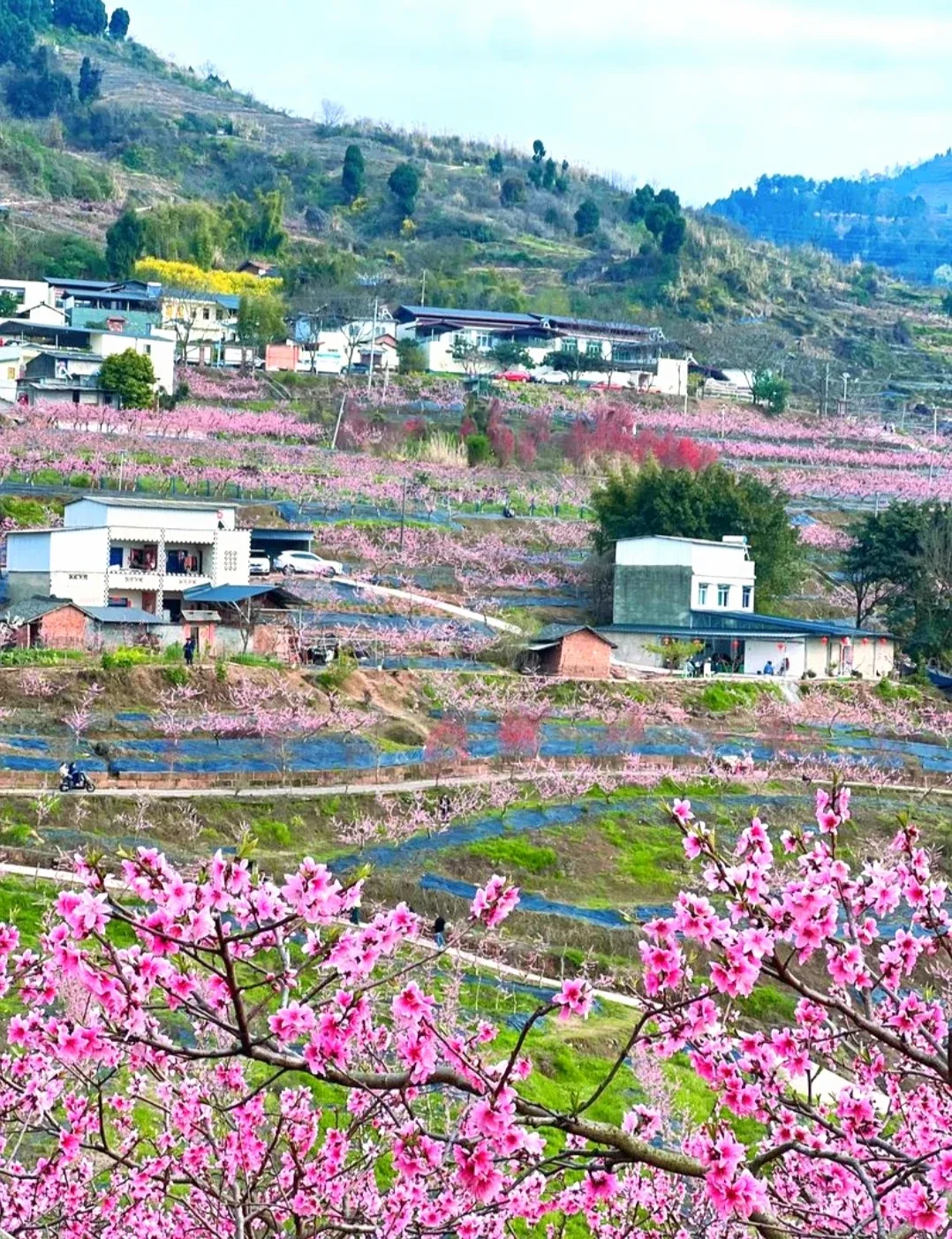 Peach Blossom Hometown Tourist Area