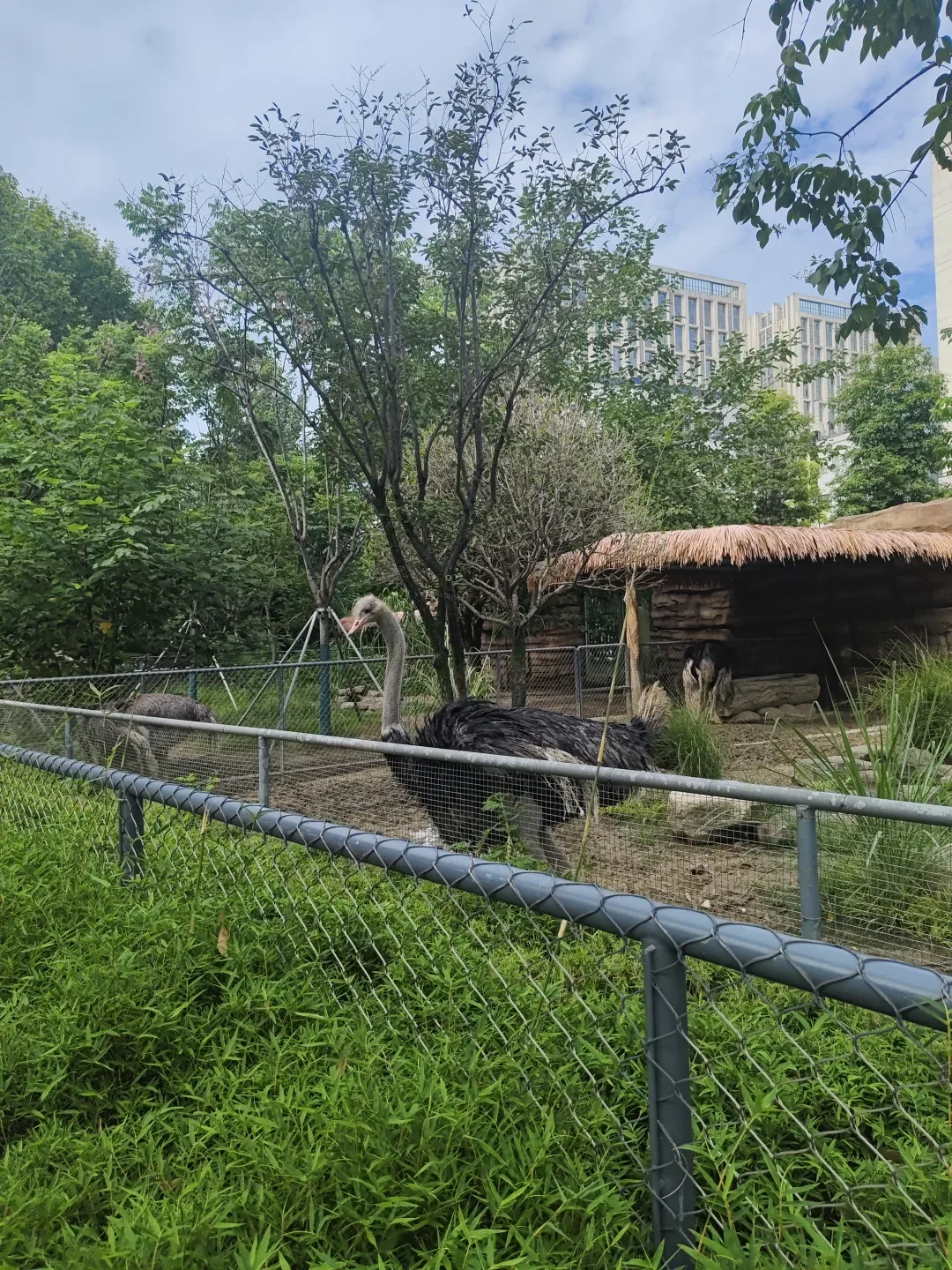 Chengdu Zoo